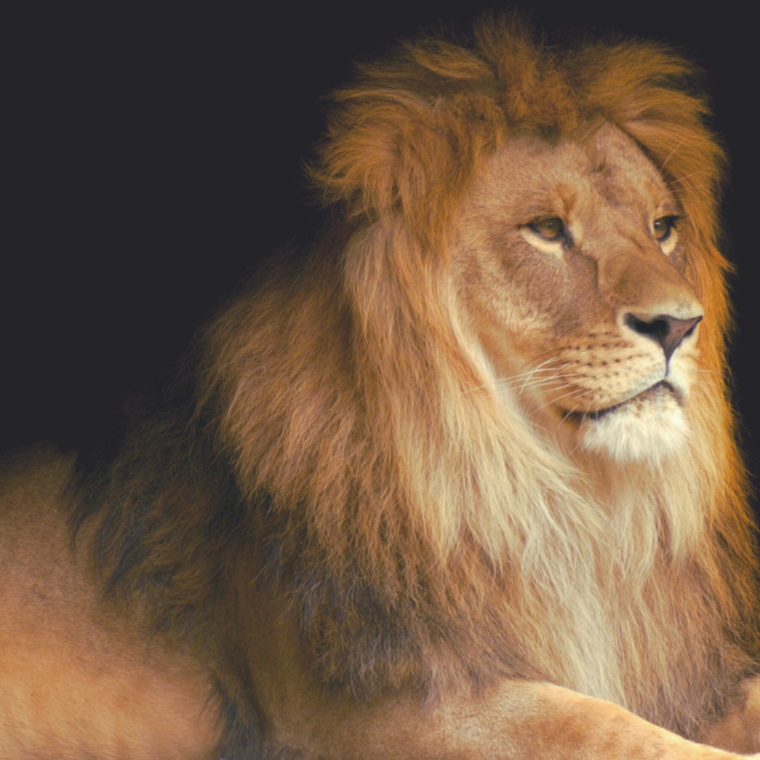 The Lion of Judah